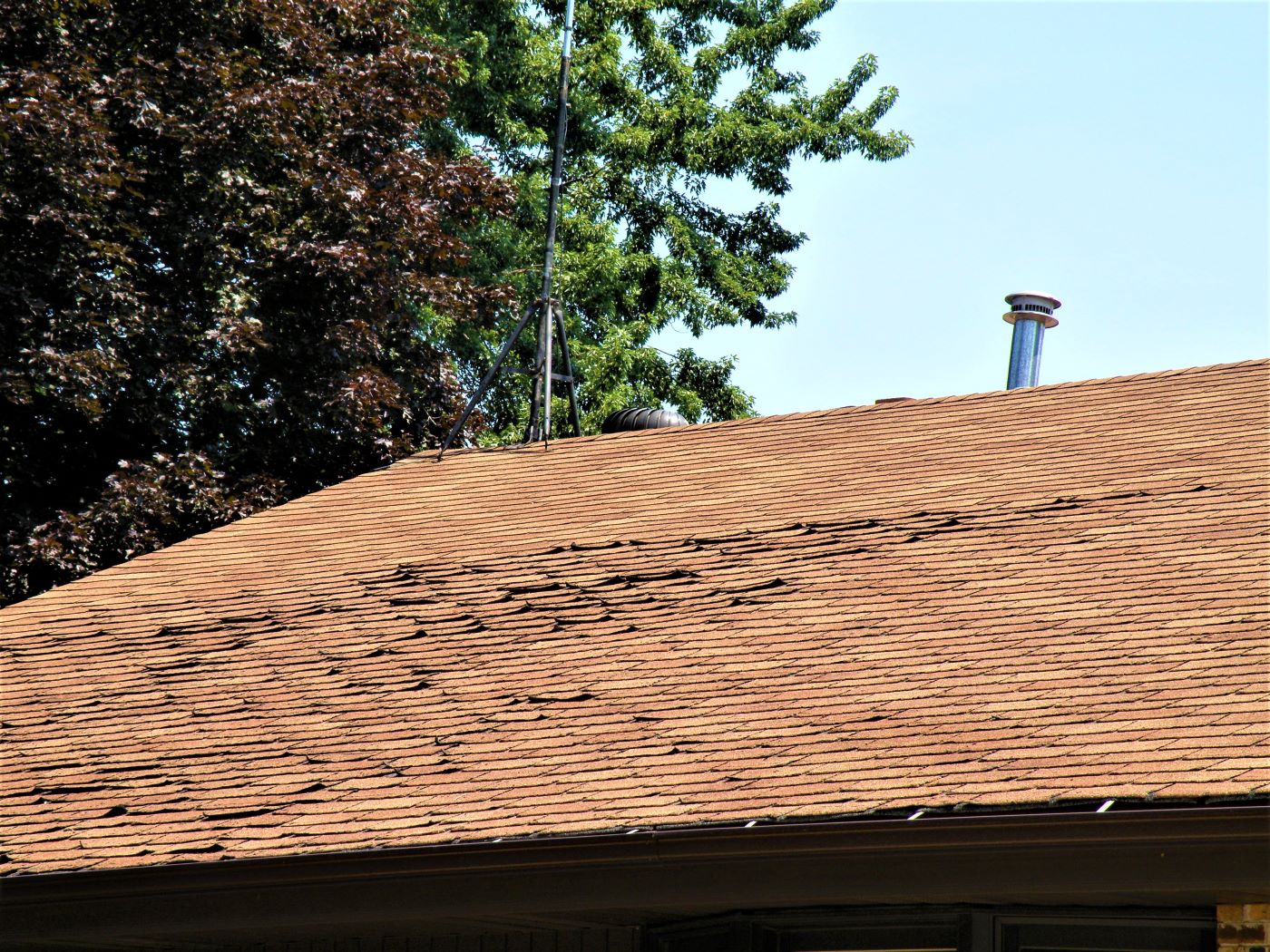 curling shingles
